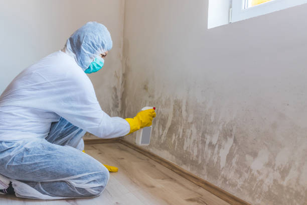 Licensed Mold Removal service in Allentown, NJ - WQB Mold Removal