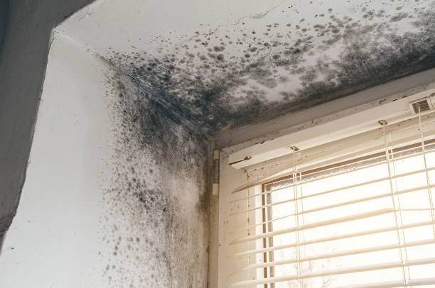 Affordable Mold Removal solutions in Allentown, NJ