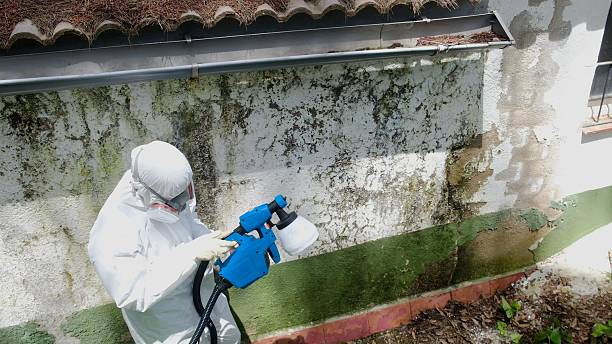 Top rated local Mold Removal specialists in Allentown, NJ